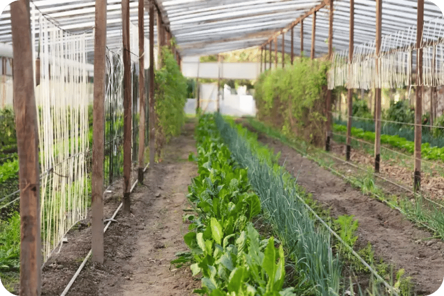 image of a plant nursery